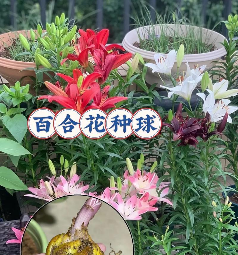 百合姬这一词汇具体指代什么？