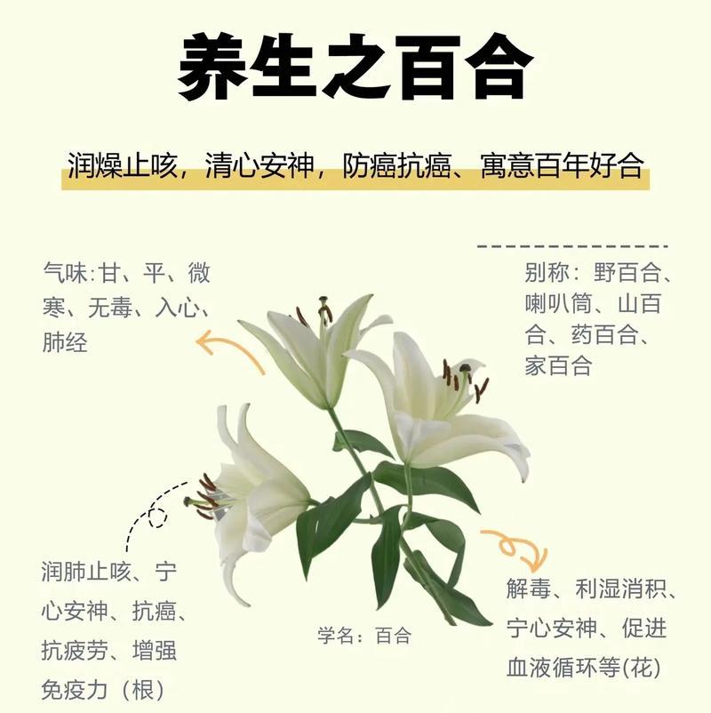 百合姬这一词汇具体指代什么？