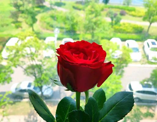 白玫瑰花的含义是什么？为何会收到它？