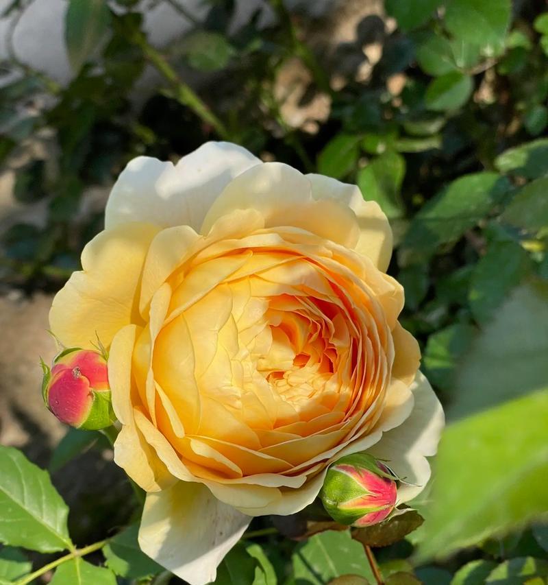 十月有哪些花语特别的花卉？它们各自代表什么？