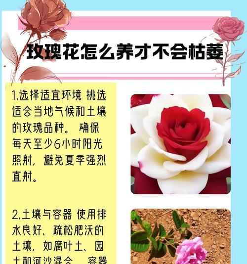 玫瑰花为何不像假花？这种现象背后的含义是什么？