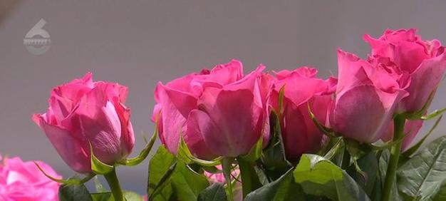过年送女生玫瑰花有什么特别含义？哪种颜色的玫瑰花更受欢迎？