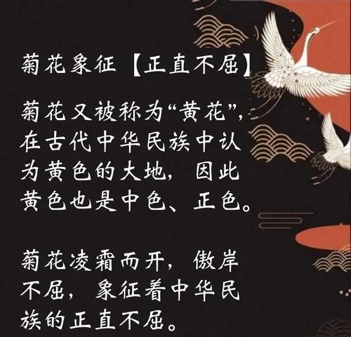 菊花争奇斗艳象征着什么？