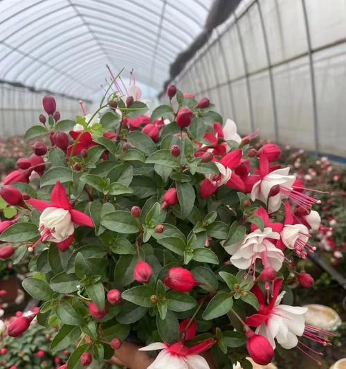 园林中适合种植哪些花卉？