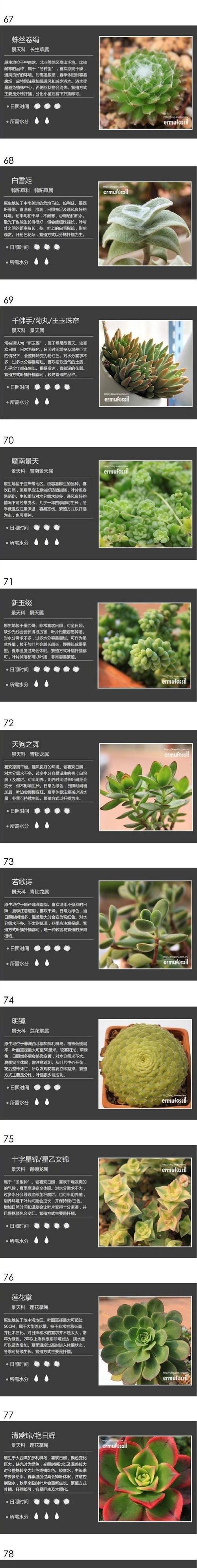 多肉植物移植的最佳时机是什么时候？移植过程中应注意什么？