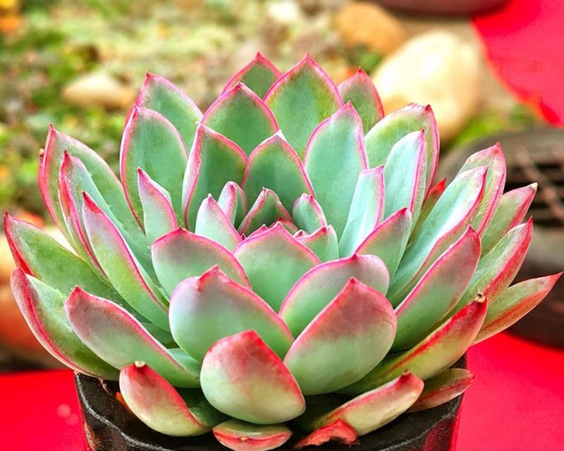 多肉植物移植的最佳时机是什么时候？移植过程中应注意什么？