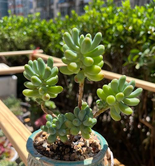 多肉植物移植的最佳时机是什么时候？移植过程中应注意什么？