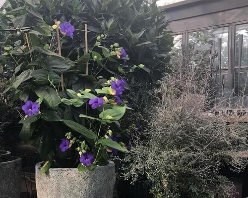 哪些植物需要充足的阳光才能生长？