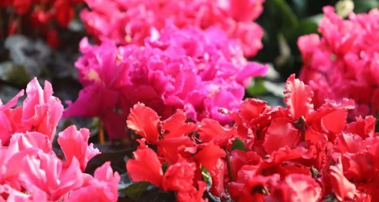 过大年时哪种花卉最吉利？这些花卉的寓意是什么？