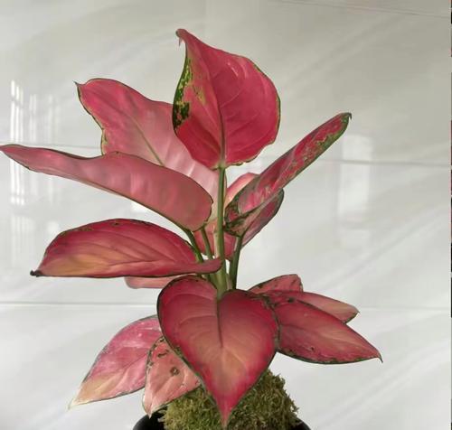 过大年时哪种花卉最吉利？这些花卉的寓意是什么？