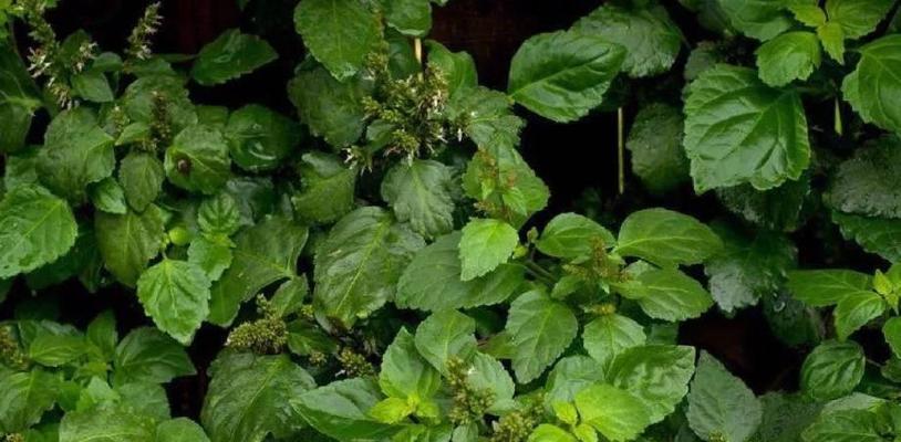 哪些植物对肠胃有好处？它们的养护方法是什么？