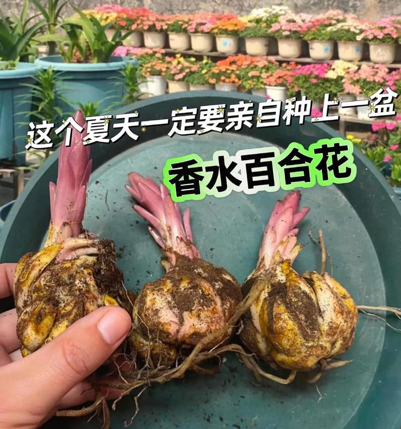 香水百合瓶插花能持续多久？