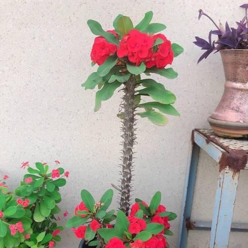 夏天适合种植哪些植物？如何保持植物在高温下的健康？
