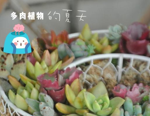 夏天适合种植哪些植物？如何保持植物在高温下的健康？
