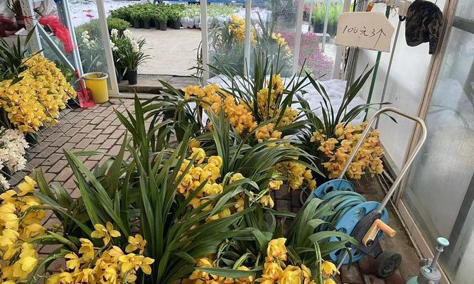 哪些花卉店的名字既漂亮又有创意？如何为花卉店取一个好名字？