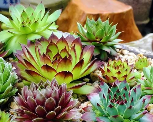 种植最好看的花卉品种是什么？它们的养护方法是怎样的？