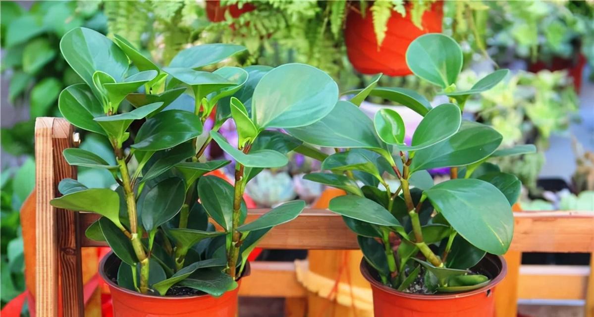 种植最好看的花卉品种是什么？它们的养护方法是怎样的？