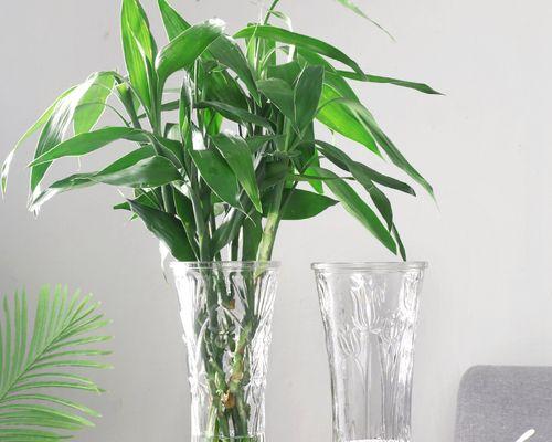 百合富贵竹鲜花养护放什么水？如何正确选择浇水类型？