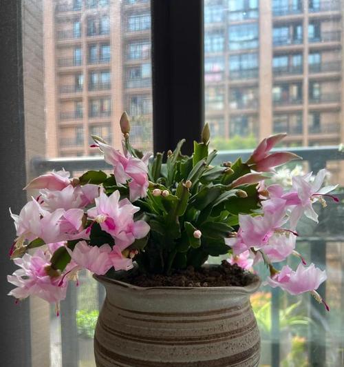 花盆播种花卉有哪些？播种过程中需要注意哪些事项？
