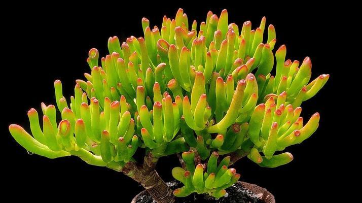 地栽植物如何保持根部透气？有哪些有效的方法？