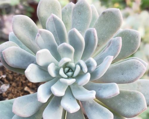 立田锦多肉植物养护方法是什么？
