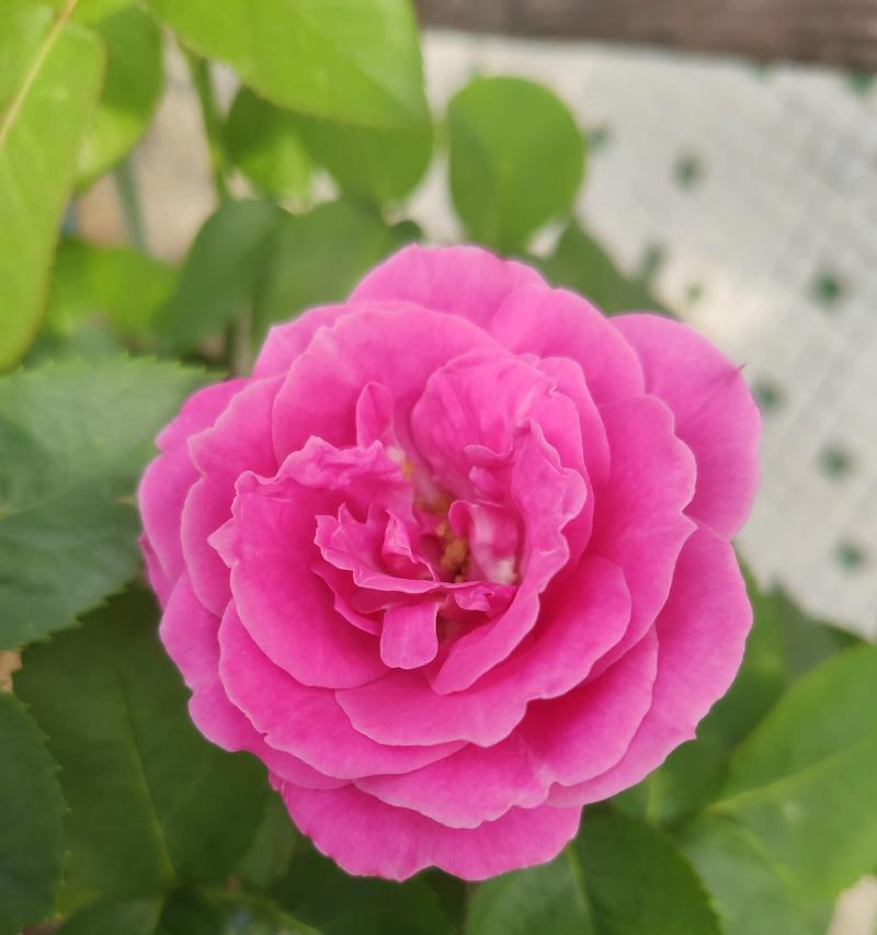 雾珠下生长的花卉有哪些特点？