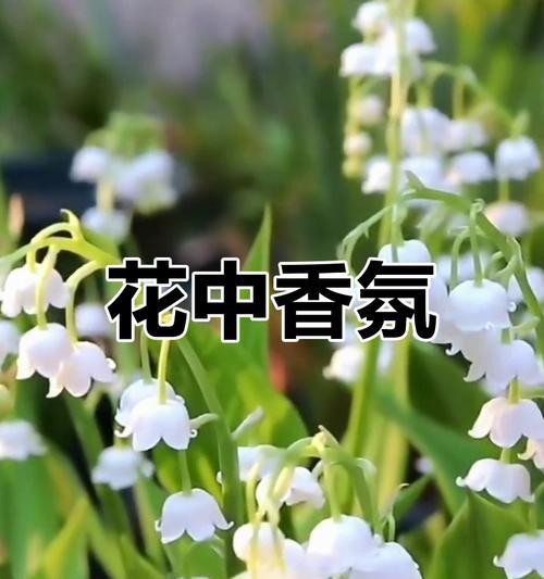 哪些花卉能在北方过冬且香气浓郁？如何确保它们过冬？