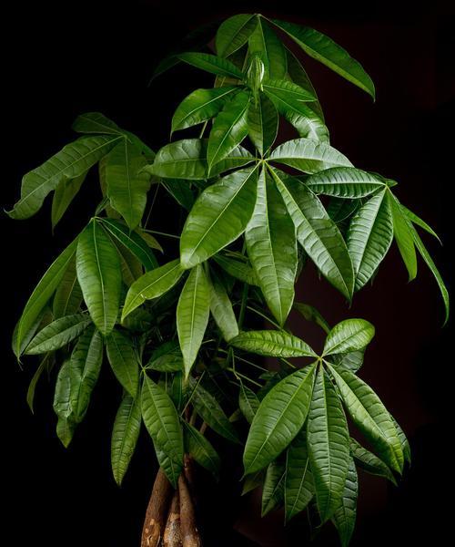 春节如何养护发财植物？有哪些注意事项？