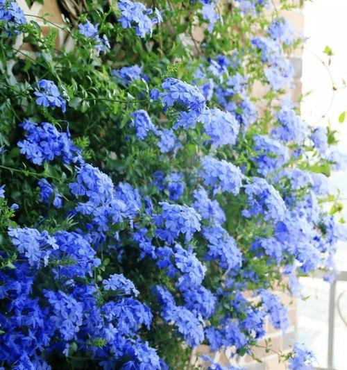 冬季适合种植哪些爬藤花卉？