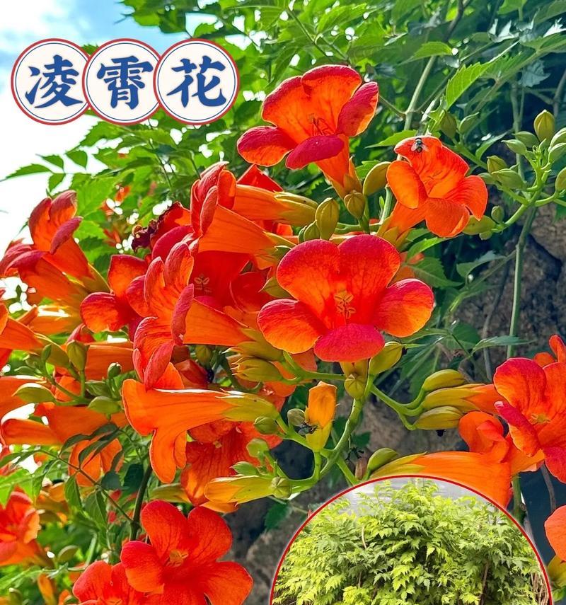 冬季适合种植哪些爬藤花卉？