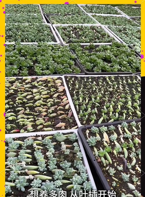 多肉植物培育有哪些技巧？怎样才能养出健康多肉？