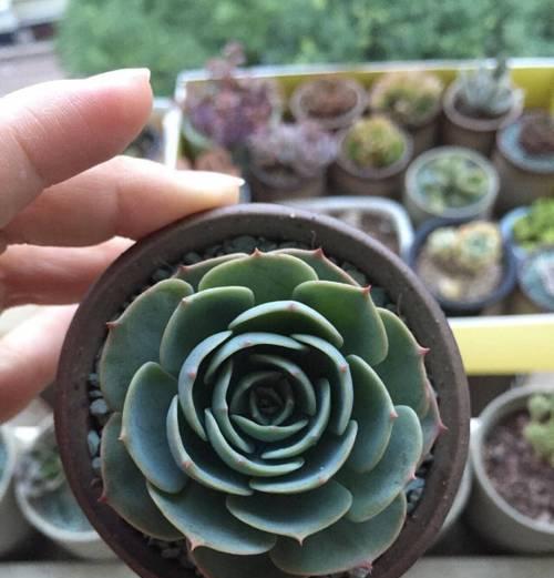 多肉植物培育有哪些技巧？怎样才能养出健康多肉？