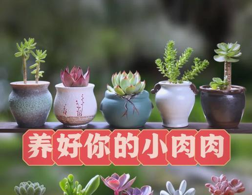 多肉植物培育有哪些技巧？怎样才能养出健康多肉？
