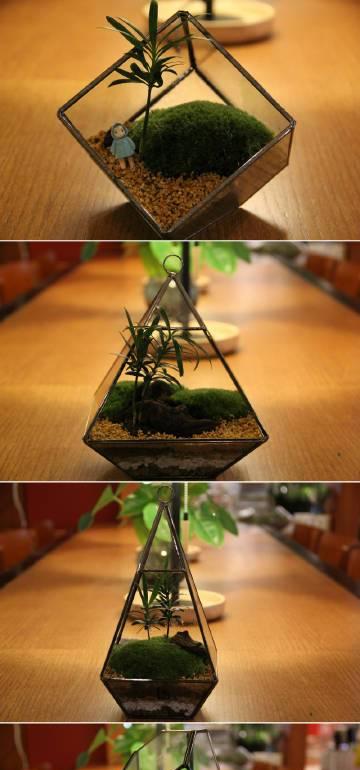道具草木植物包括哪些种类？道具草木植物的用途是什么？