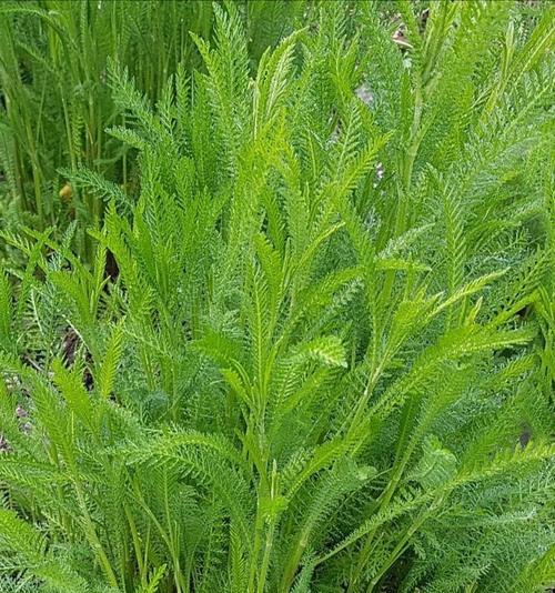 道具草木植物包括哪些种类？道具草木植物的用途是什么？