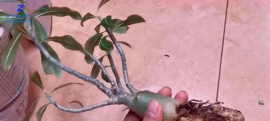 隐藏植物如何获得？有哪些获取技巧？