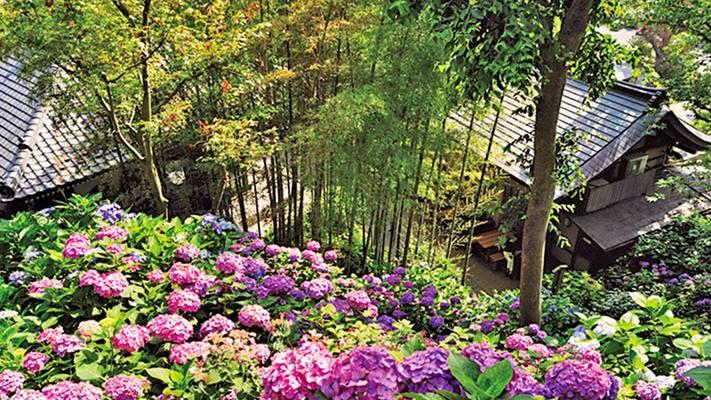 在日本种植花卉需要哪些条件？如何适应当地环境？