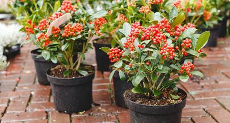 在日本种植花卉需要哪些条件？如何适应当地环境？