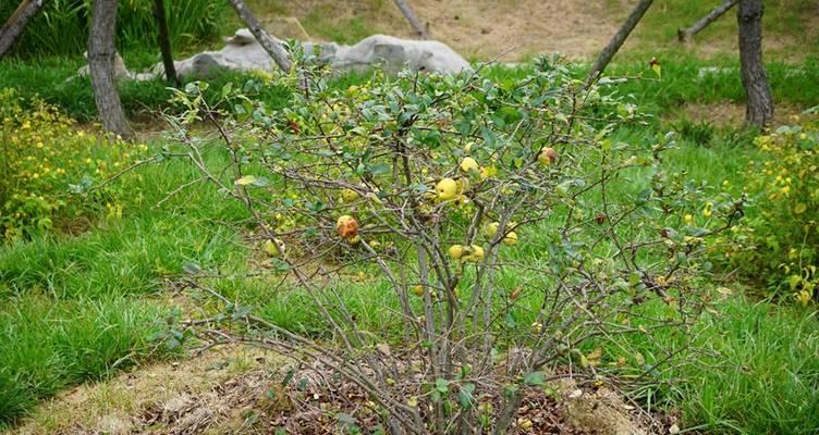 在日本种植花卉需要哪些条件？如何适应当地环境？