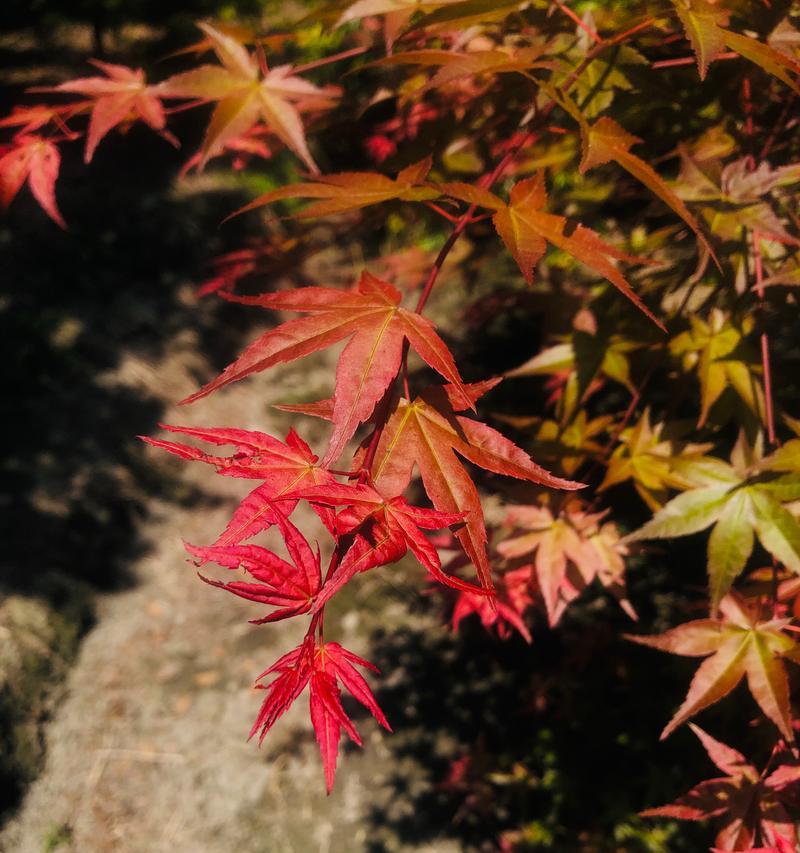 红枫属于什么植物种类？它的特点是什么？