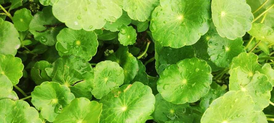 水生植物的养殖方法有哪些？怎样保持它们的健康生长？