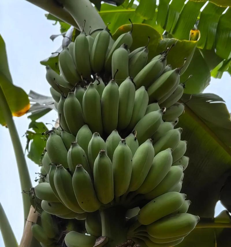 香蕉树属于什么科？它的生长环境有何特殊要求？