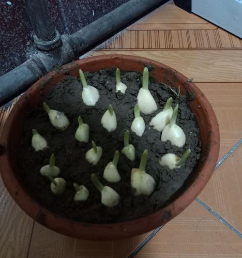 熊娃娃植物的培植方法是什么？