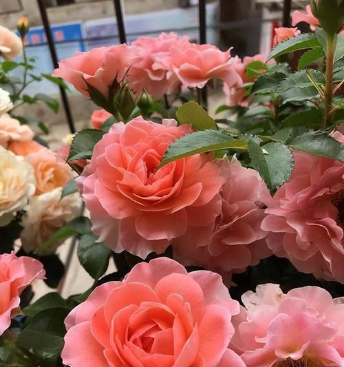 院子里哪些花卉耐冻又好养？如何选择合适的品种？