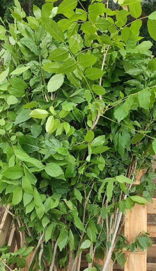 哪些植物会爬藤？超市门口入口花卉叫什么？