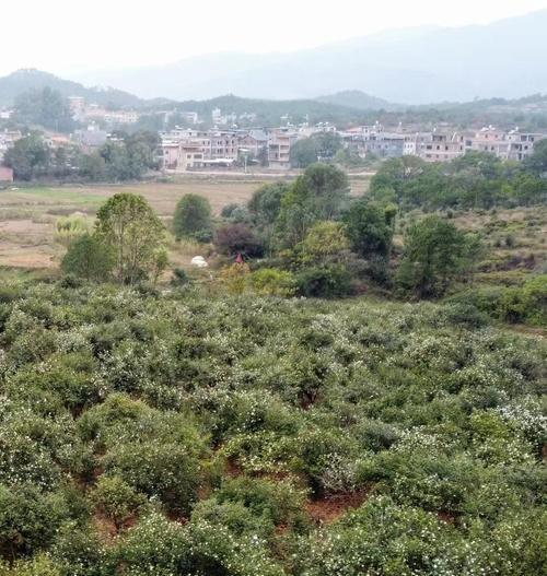南方种植花卉时应该注意哪些问题？如何应对南方的气候条件？
