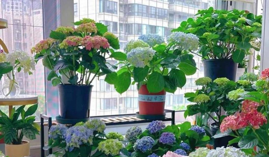 哪些花卉适合在弱阳环境下生长？