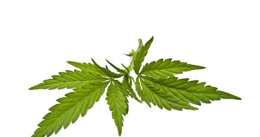 什么植物有麻醉作用？常见的麻醉植物有哪些？
