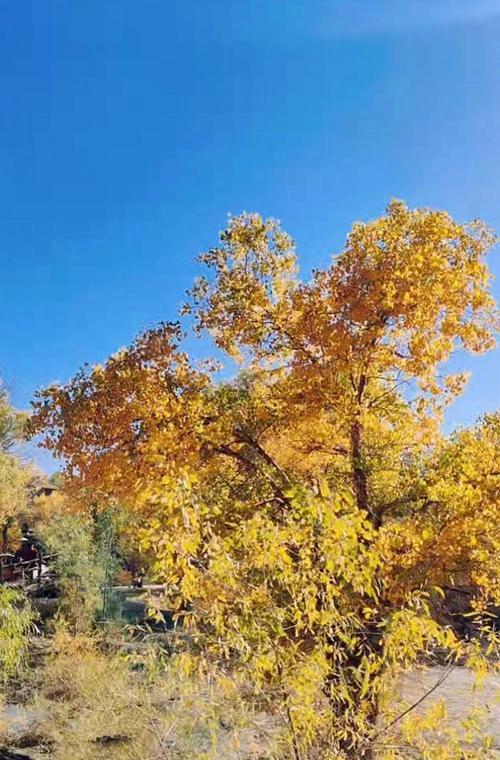 胡杨林植物来源是什么植物？它们的生长环境如何？