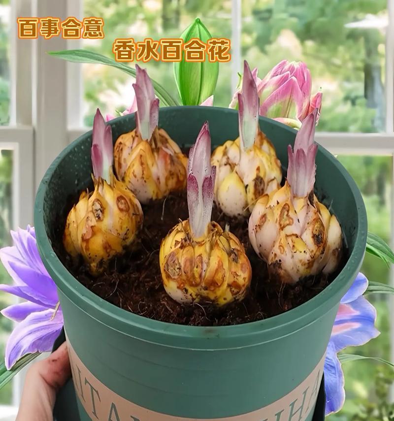 养颜雾培百合是什么植物？雾培百合的养护方法是什么？